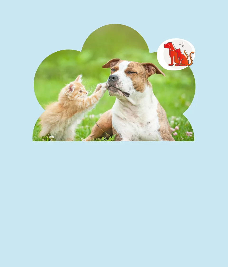 HeyConad Assicurazioni Cane e Gatto